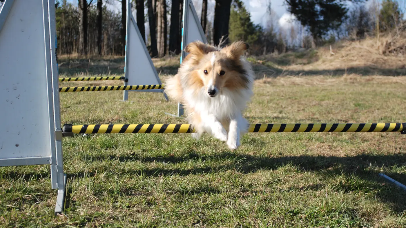 A shetland sheepdog at full stretch clearing a low agility jump on grass, with more obstacles behind.