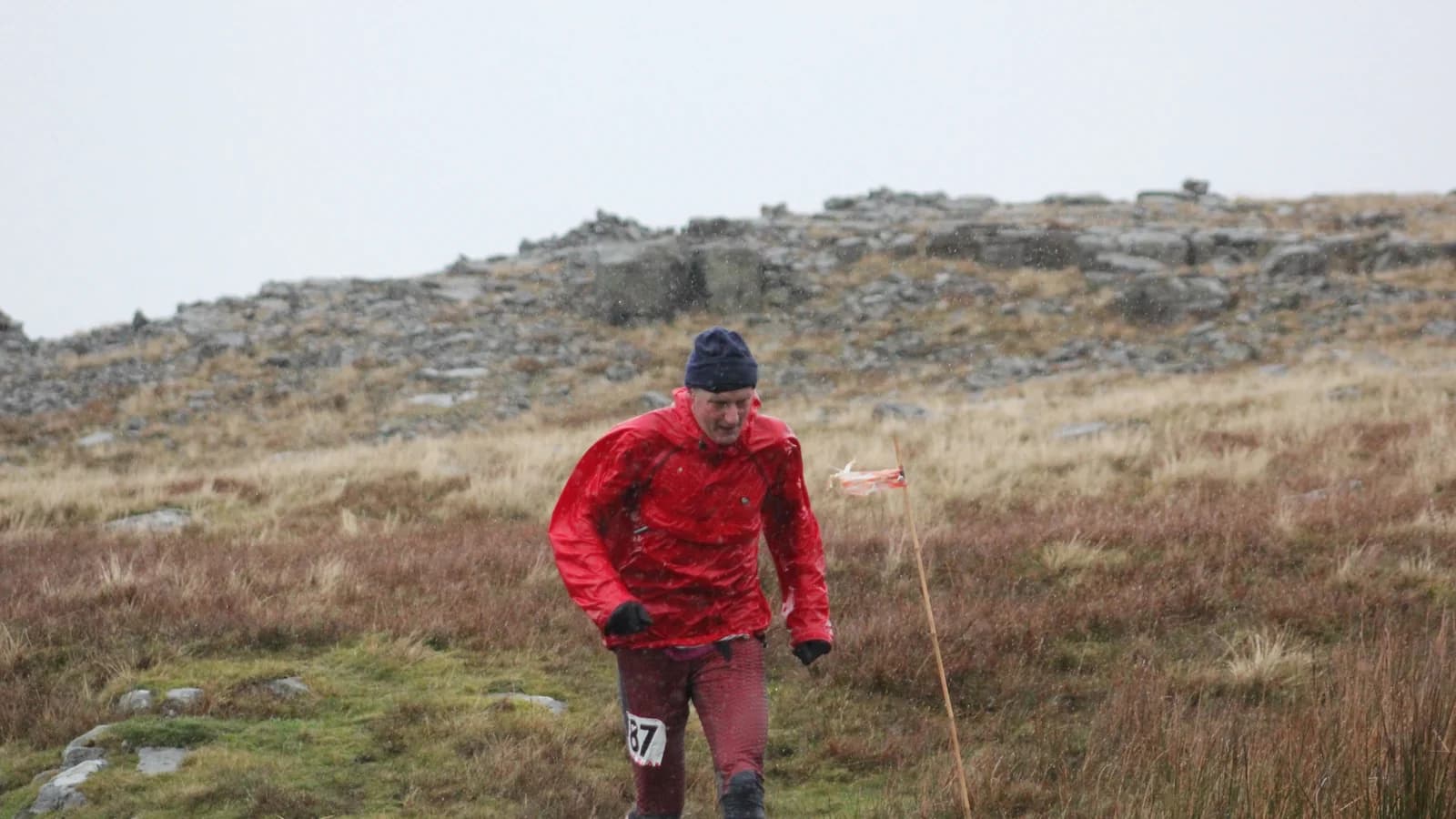 A fell runner in a red jacket and a race number climbing rough grass and heather towards a rocky top, with a small marker flag beside the line. There is no path.