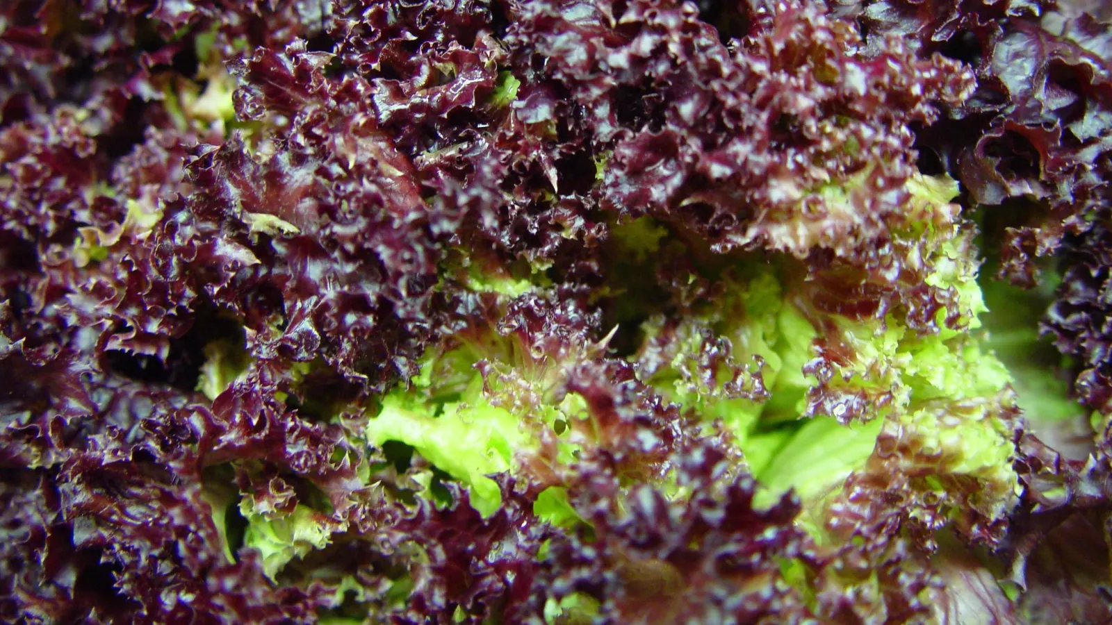 A dense bed of frilled red and green lettuce leaves grown close together, filling the frame.