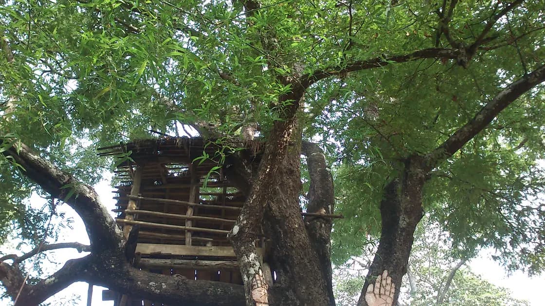 A timber treehouse built into the fork of a large tree, with a ladder and a railed platform among the branches.