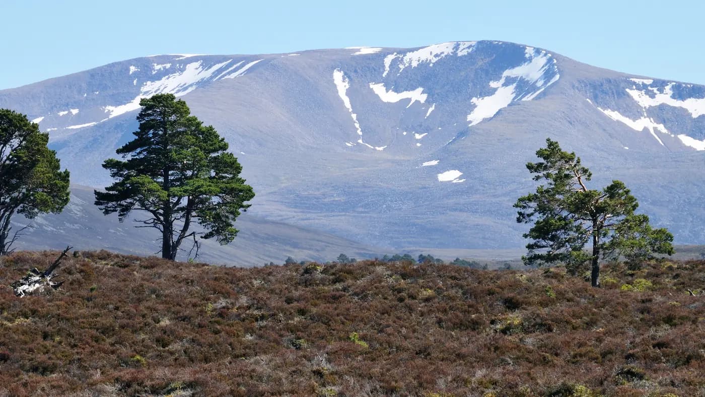 Scots pines on heather ground below a snow-streaked Cairngorm hillside, marking the treeline above which there is no shelter of any kind.