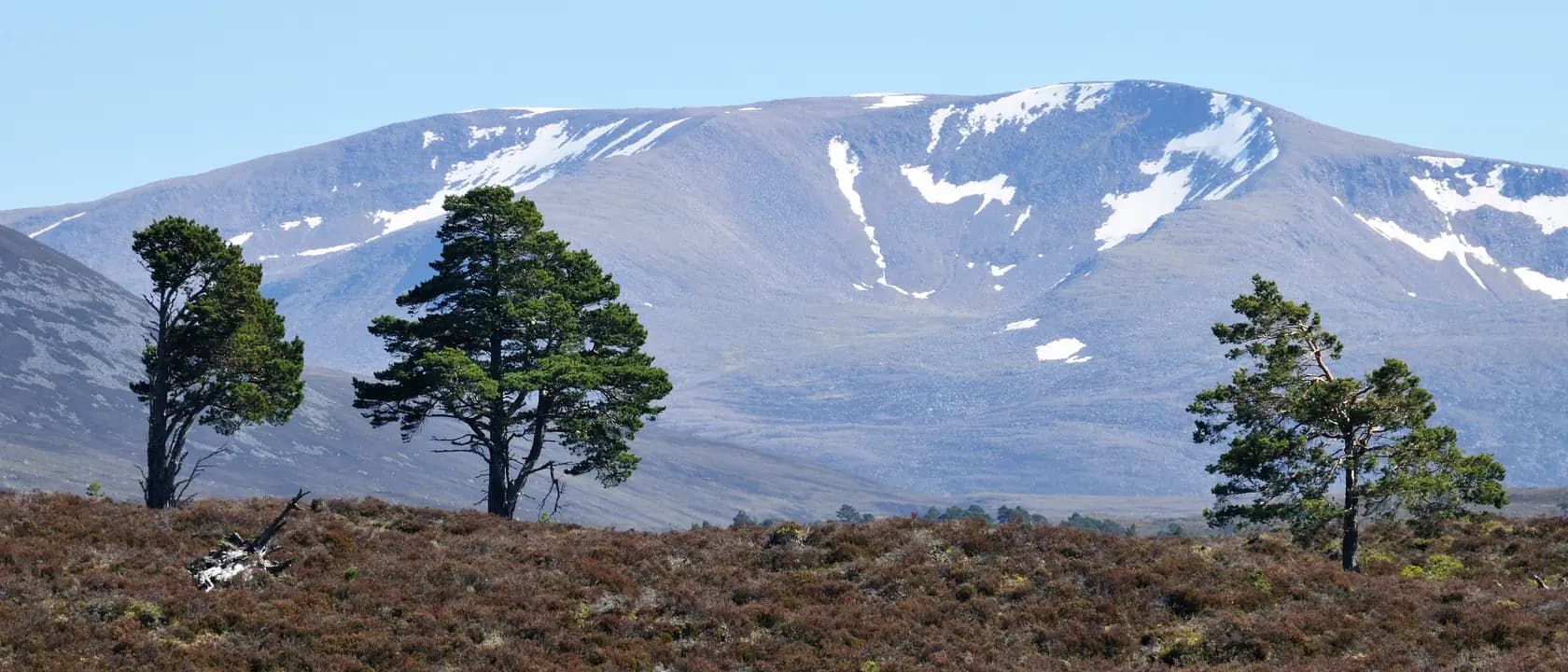 Old Scots pines standing singly on heather moorland, with a broad snow-streaked Cairngorm mountain rising behind them under a pale blue sky. The trees thin out and stop well below the summit.